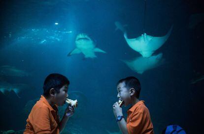 Dos niños se toman su cena durante una jornada nocturna con tiburones en el acuario de Shanghái (China).