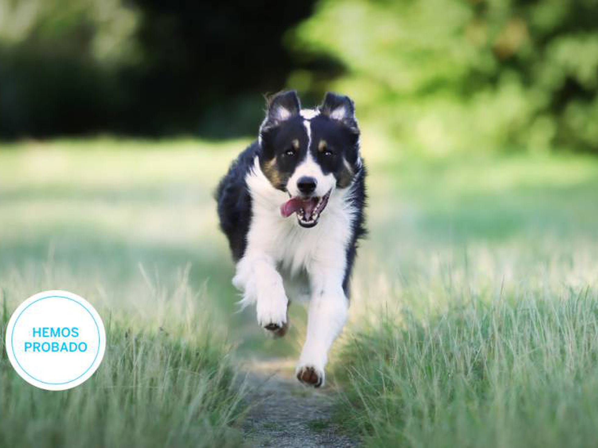 Collar GPS para perros en Mercado Libre: la mejor opción para cuidar a tu  mascota - Agps