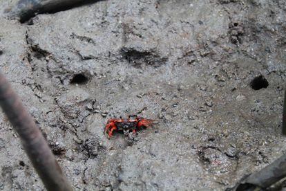 Peces del fango y cangrejos violinista macho son el primer eslabón de la cadena medioambiental de Langkawi.