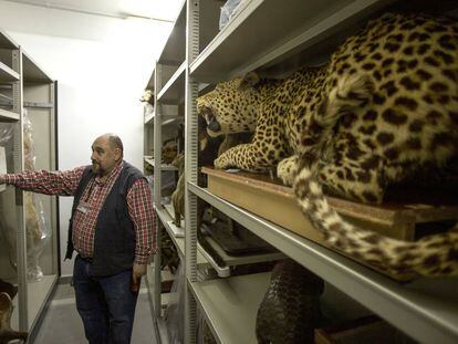 Un ejemplar de leopardo indio.