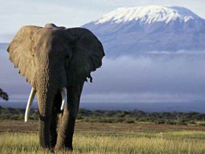 Elefante africano, en Kenia, con el Kilimanjaro al fondo.