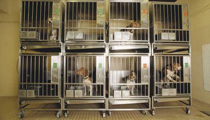 Perros enjaulados en un laboratorio.
