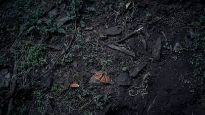 Mariposas monarca muertas de causas naturales en el santuario 'El Rosario', Michoacán, en febrero de 2024.
