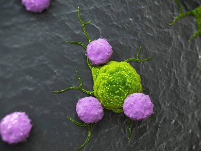 Recreación artística de linfocitos atacando una célula cancerígena. 