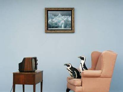 Dos pingüinos ante un televisor. 
