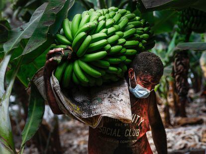 Un agricultor lleno de ceniza recogía un racimo de plátanos antes que la lava del volcán de Cumbre Vieja llegase a las plantaciones, el 23 de septiembre.
