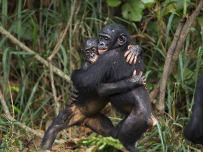 Los experimentos no detectaron diferencias entre bonobos y chimpancés al recordar a los suyos. En la imagen, dos jóvenes bonobos del santuario Lola Ya Bonobo (Re. Dem. Congo) se abrazan.