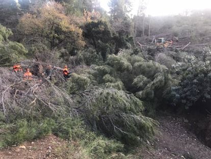 Imagen de árboles caídos en Collserola por el temporal Gloria.