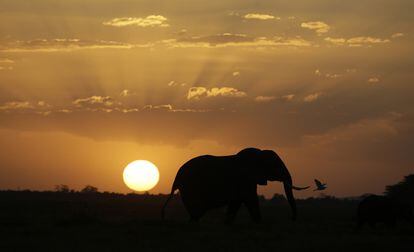 La silueta de un elefante vista en el Parque Nacional de Amboseli (Kenia), el 26 de enero de 2015.