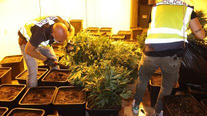 Agentes de la Policía Nacional desmantelan una plantación de marihuana, en el barrio San José Obrero de Alcantarilla.