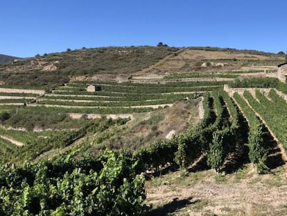 Viñedo de la bodega de Rafael Palacios.