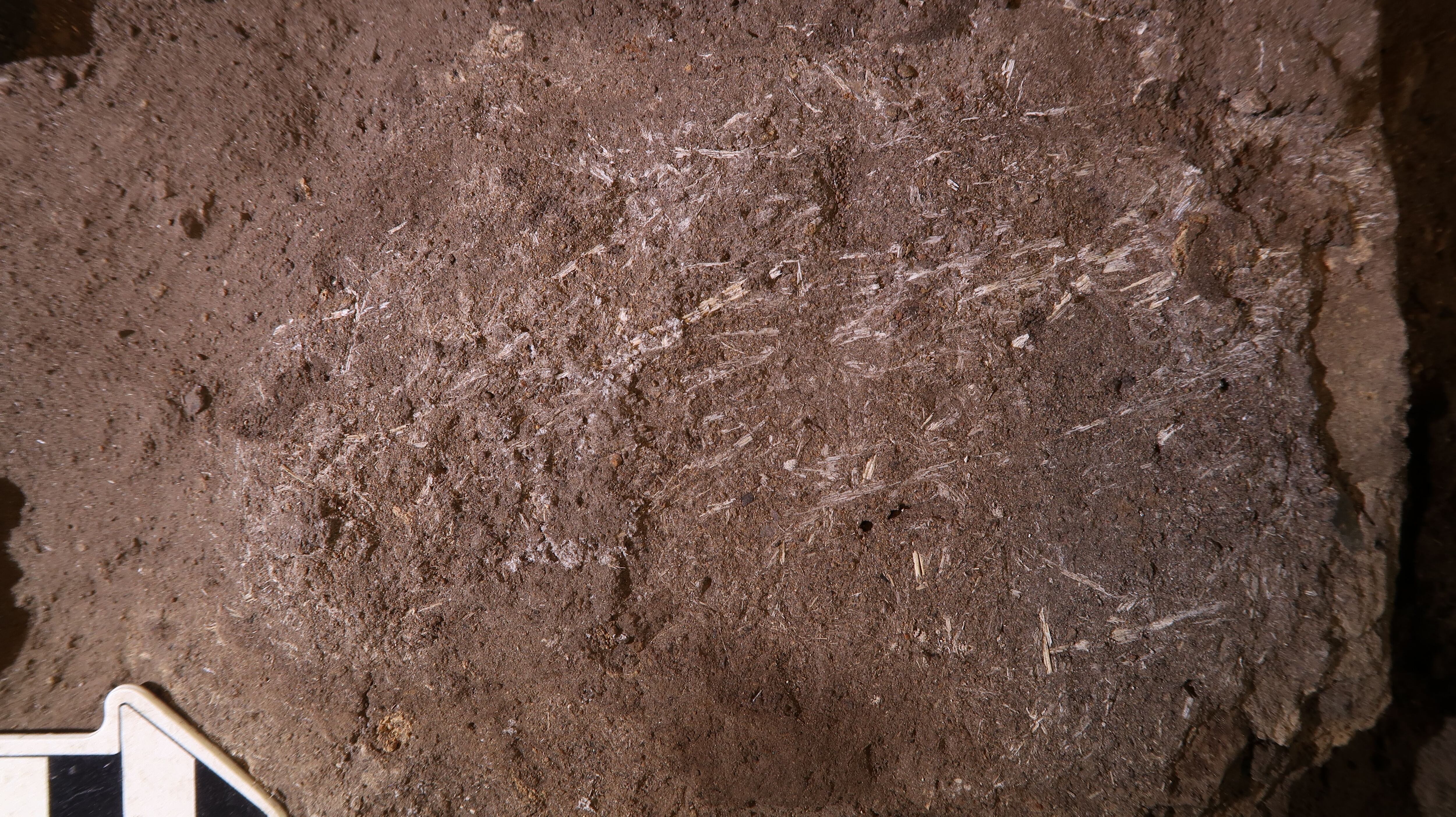 Fragmentos de hierba fosilizada de hace 200.000 años.      