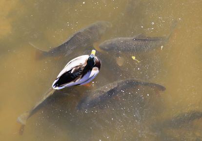 Aunque el agua ha disminuido, los peces de gran tamaño como estas carpas sobreviven en determinadas zonas. En la imagen, un grupo de carpas pasa por debajo de un ánade real.