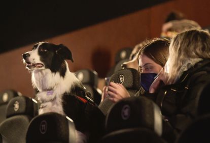Una mujer junto a su perro en un cine de Gijón durante un pase denominado "dogfriendly".