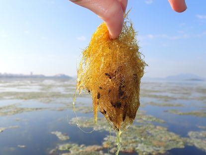 Algas que han crecido en el mar Menor debido a su mal estado.
