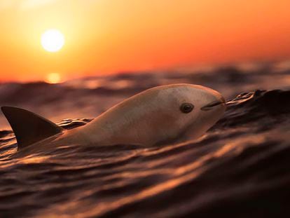 Una vaquita marina en las aguas del Alto Golfo de California, en México.