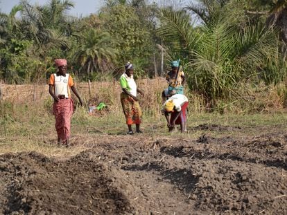 Una iniciativa en el norte de Benin apoya a las mujeres en el almacenaje de cereales, además de brindarles formación en temas de seguridad alimentaria y lucha contra la pobreza.