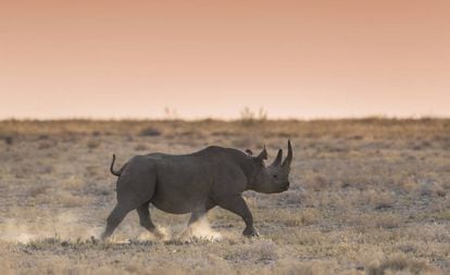 Un rinoceronte negro en el parque nacional de Etosha, en Namibia.