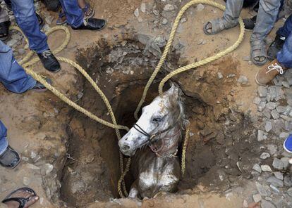 Un grupo de personas intentan rescatar de un pozo a un caballo que cayó en Jalandhar (India), el 5 de marzo de 2014.