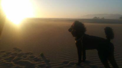 Kahlo en la playa de Ocean Beach.