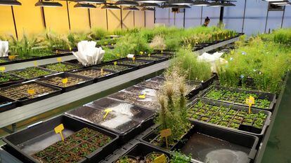 Muestras de las plantas tratadas con la molécula que modifica una hormona de las plantas, en los invernaderos del CSIC en Valencia.