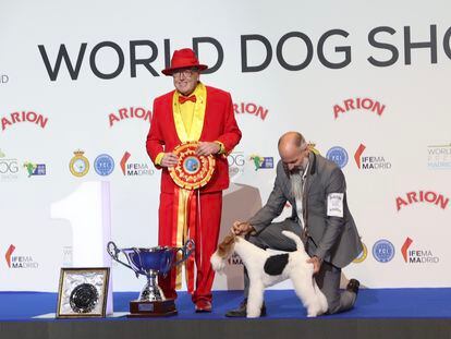 Un fox terrier de pelo duro se corona campeón del mundo en el mayor evento canino internacional celebrado en Madrid.