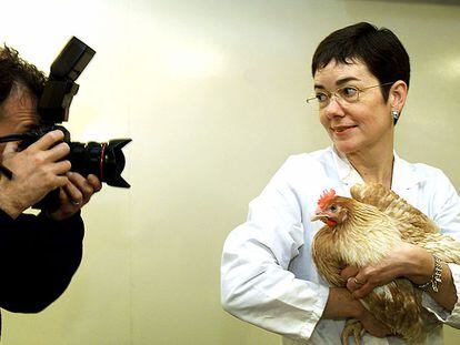 La doctora Helen Sang, con una gallina transgénica que produce interferón humano.