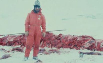 Un activista rodeado por crías de foca despellejadas.