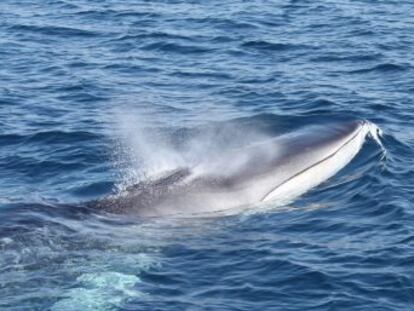 L associació Edmaktub té un projecte de seguiment del rorqual comú i certifica que el trànsit d aquesta espècie és insòlit a prop de la costa