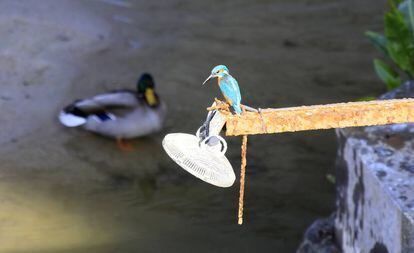 Un martín pescador entre los nuevos inquilinos del río Manzanares a su paso por Madrid Río. 