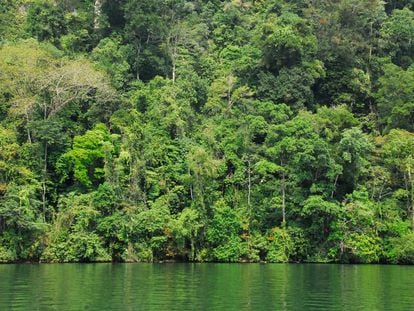 La selva junto a la orilla del río Dulce, en Guatemala.
