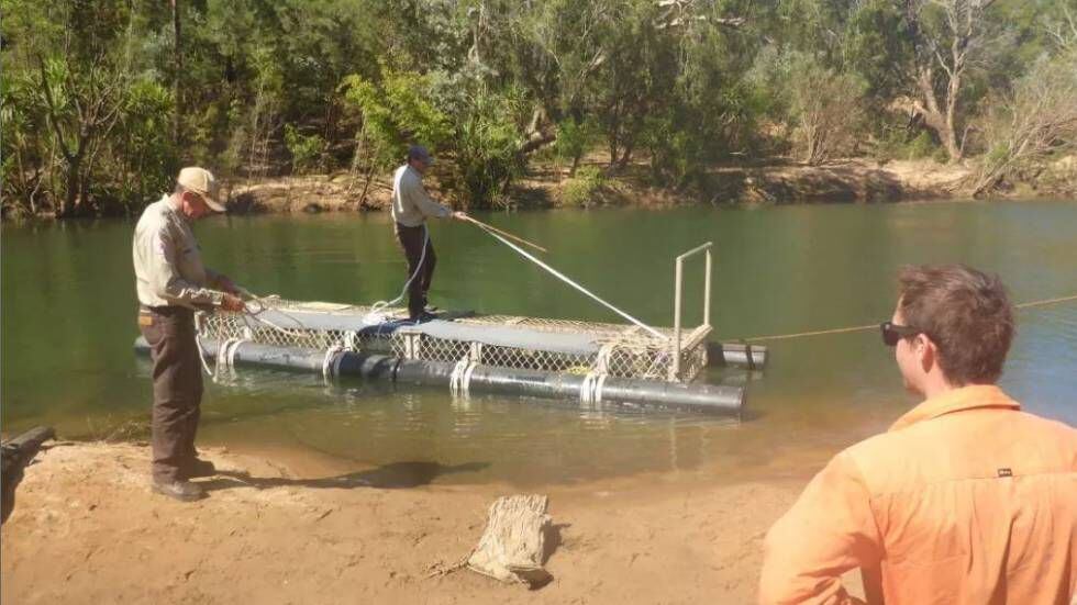 La trampa utilizada para cazarlo. La foto también es de los responsables de Vida Silvestre del Territorio Norte.