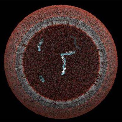 La protocélula de Szostak. Cada punto rojo es una cabeza polar de un ácido graso (líneas grises).