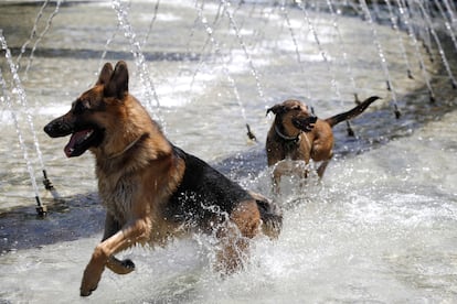 Dos perros juegan dentro de una fuente de la zona de Madrid Río para refrescarse del calor.