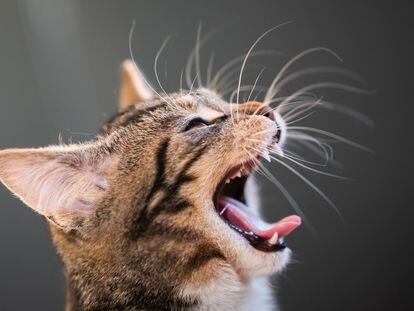 La longitud del pelaje de los gatos influye también en la frecuencia con la que vomitan bolas de pelo.