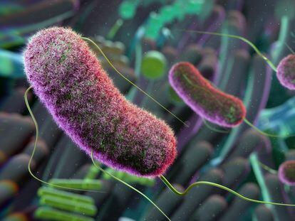 Ilustración conceptual del microbioma intestinal. Estos microbios influyen en muchos aspectos de la salud, incluido el sistema inmunológico, y ayudan a digerir los alimentos.