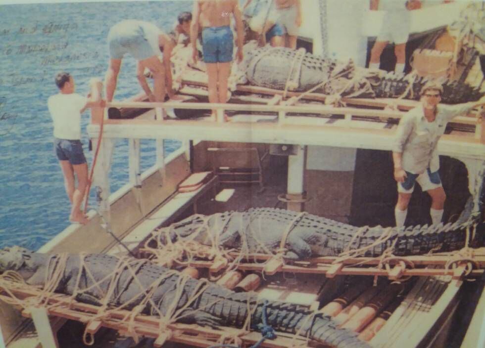 Trasllat del Gomek (en primer pla) amb altres cocodrils capturats (l'Oscar i l'Anega) a Marineland, a Austràlia. Mirant a la càmera, el caçador de cocodrils George Craig.