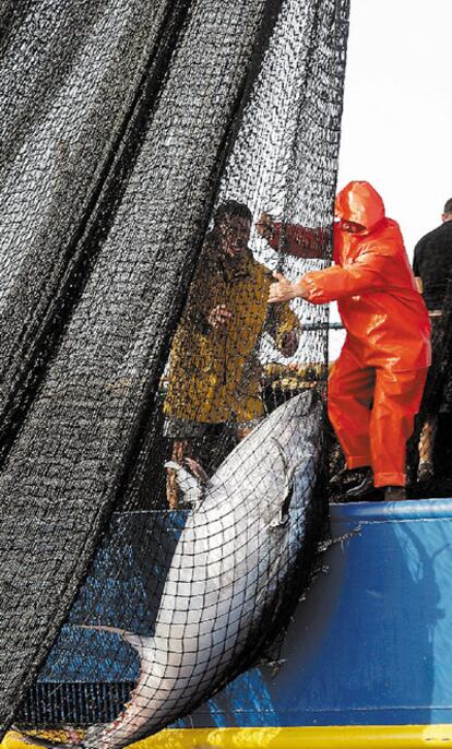 Un pescador saca un atún rojo cerca de Malta.