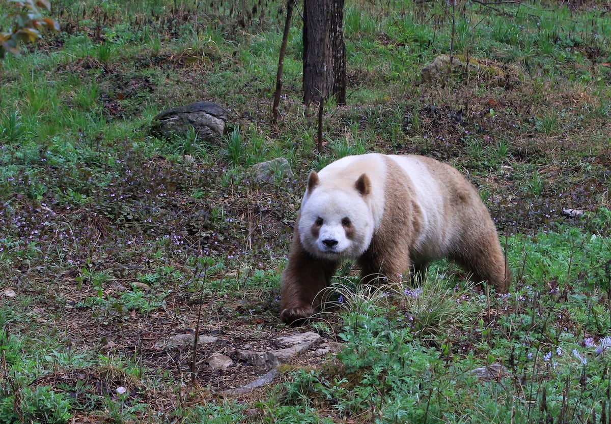 Desvelado el misterio de los osos pandas marrones: su color se debe a una mutación | Ciencia