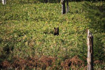 Un oso asoma entre los arbustos en el parque nacional de Shiretoko (Japón).