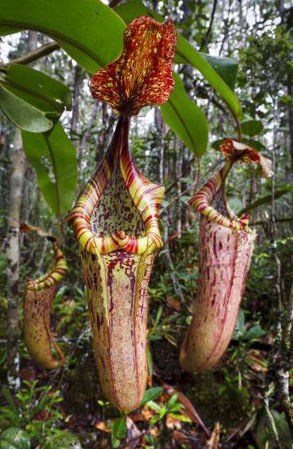 Una planta carnívora en la cuenca de Maliau, en Borneo.
