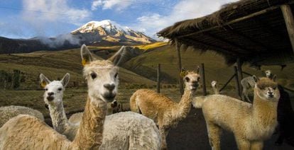 Grupo de alpacas con el volcán Chimborazo al fondo, cuya cima es el punto más alejado del centro de la Tierra.