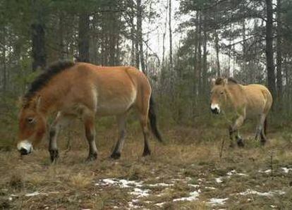 Dos caballos de Przewalski fotografiados por cámaras de 'fototrampeo' dentro de un pinar de la Zona de Exclusión de Chernóbil (Ucrania). Enero 2015.