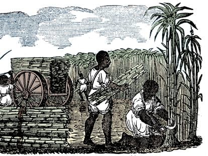 Grabado de un artista desconocido que muestra a esclavos recogiendo caña de azúcar en Luisiana, 1833.