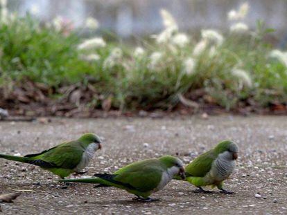 Tres ejemplares de cotorras argentinas en un parque.