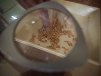 Un técnico separa las semillas de mejor calidad, en un laboratorio de Mozambique, en 2011.