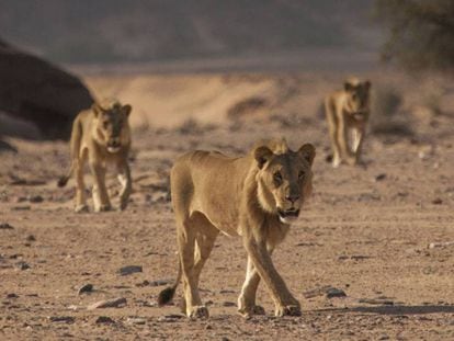 Los 'mosqueteros' en el desierto de Namibia. DESERT LION CONSERVATION PROJECT