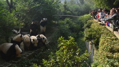 Siete cachorros panda en el Centro para la Investigación y la Reproducción del Panda Gigante, en Chengdú (China).