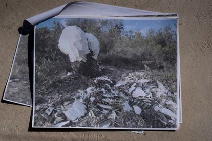 Una fotografía muestra unas biznagas taladas ilegalmente en las montañas de Ojo de Agua.