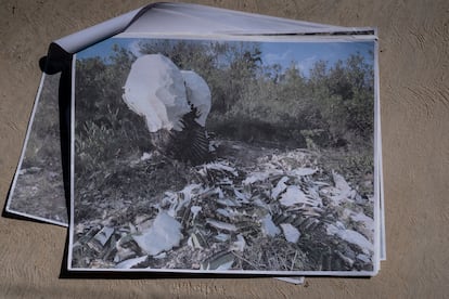 One photograph shows some illegally felled biznagas in the mountains of Ojo de Agua.